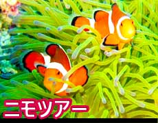 ニモとマリンスポーツの恩納村リゾートセット